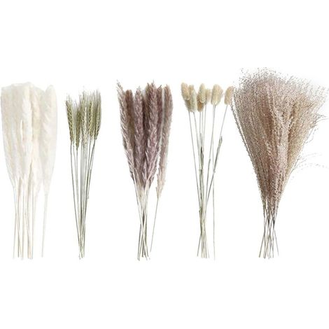 Petit Bouquet de Fleurs Séchées en Herbe de la PampaÉlégance Naturelle pour Décoration Intérieure, Idéal pour Vases et Ambiance Apaisante (1/5)