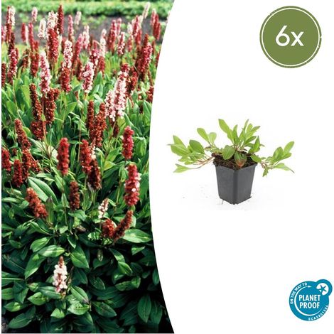 Lot de 6 Persicaria aff. 'Darjeeling Red' - Plante Vivace Couvre-sol - H10-25cm - Pot Ø 9cm - PANGIVO (1/5)