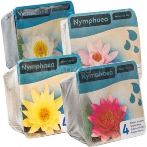 Kit Nénuphar - Plante Aquatique Pour Bassin - Blanc - 1 Unité - Panier 18x18 Cm - Terre + Graviers Inclus (1/5)