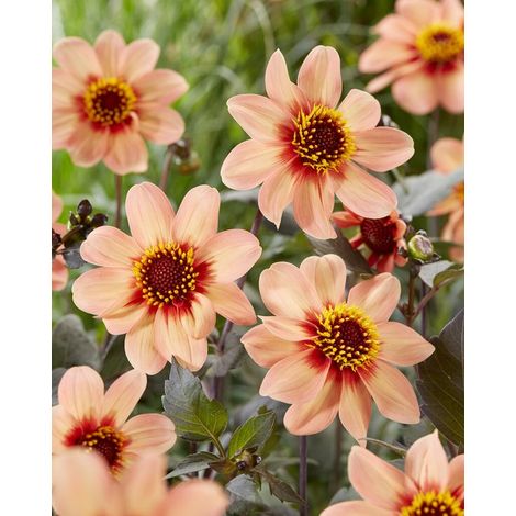 Dahlia HS Premier Amour 1 pièce tubercules de dahlia (1/2)