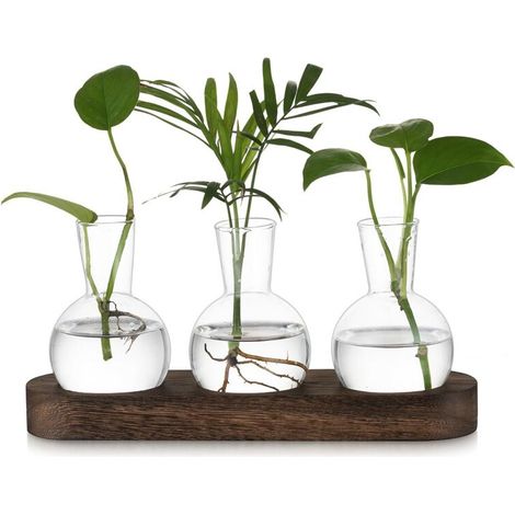 Petit Vase Fleur Vase Transparent: Terrarium Plante Hydroponie Vase en Verre avec Marron Plateau en Bois - 3pces Soliflore en Verre Terrarium Vegetal pour Centre de Table Decoration Interieur (1/5)