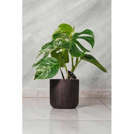 Monstera deliciosa Albo Variegata pianta rara vaso 15cm H 50cm