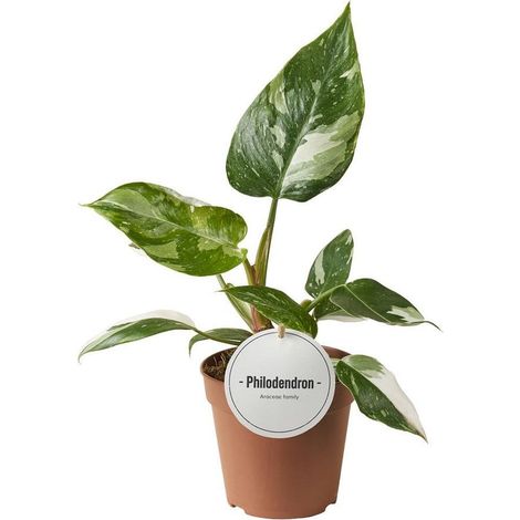 Philodendron White Princess Plante Verte Décorative Intérieur Ø12 cm Hauteur 30 cm Feuillage Panaché - PANGIVO