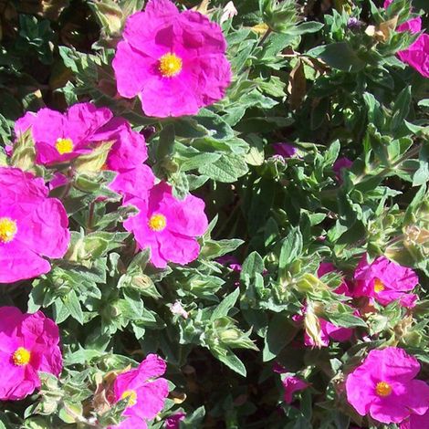 Ciste pulvérulent - Cistus pulverulentus  - 20-25 cm pot (1/5)