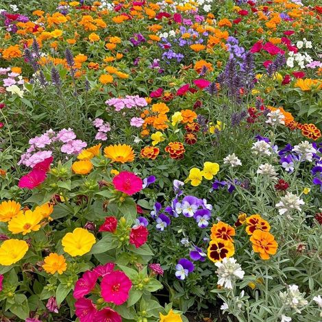 5000 Graines De Fleurs Sauvages Mélangées – Faciles À Cultiver, Floraison Colorée Toute L’Année, Attire Abeilles Et Papillons