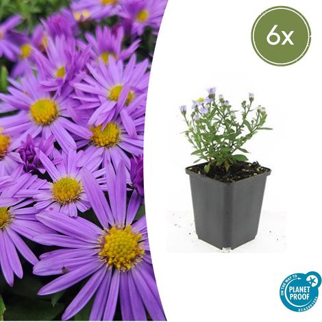 Lot de 6 Asters d'automne 'Prof. Anton Kippenberg' Fleurs Violettes Hauteur 10-25 cm Pot Ø9 cm - PANGIVO (1/5)