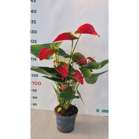 PIANTA DI ANTHURIUM  IN VASO DA 12 cm (foto reale)