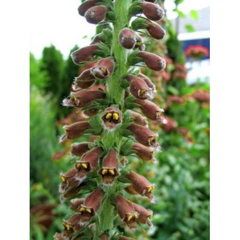 Digitale parviflora Godet de 8/9 cm (1/3)