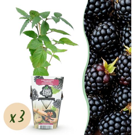 Lot de 3 Mûriers sans Épines Rubus Thornfree - Ronce Noire Rustique - Pots de 9 cm - PANGIVO (1/5)