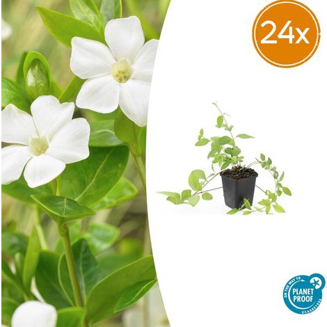 Lot de 24 Vinca major 'Alba' Grande Pervenche Couvre-sol Persistant Fleurs Blanches 10-25 cm Ø 9 cm - PANGIVO (1/5)