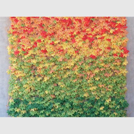 Papier peint intissé - Mur d'automne - 360x270 cm (1/3)
