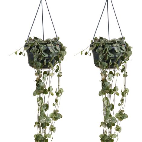 Bloomique - Lot de 2 - Ceropegia Woodii - Lanterne chinoise - Plante suspendue - Plante d'intérieur - Purificateur d'air - Facile d'entretien - Hauteur 15-20 cm - Pot 12 cm