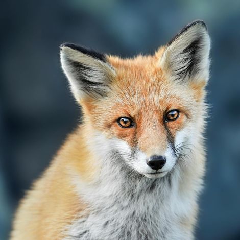 Tableau sur toile renard 30x30 cm - Impression sur Toile Murale Décorative - Image imprimée en HD sur Toile - Toile sur Châssis en Bois FSC - Fabriqué en France (1/5)