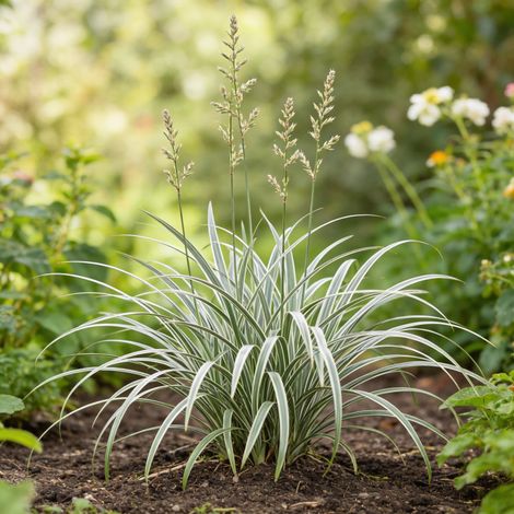 Astélie Silver Shadow Pot 2L 20cm - Astelia nervosa Silver Shadow (1/4)