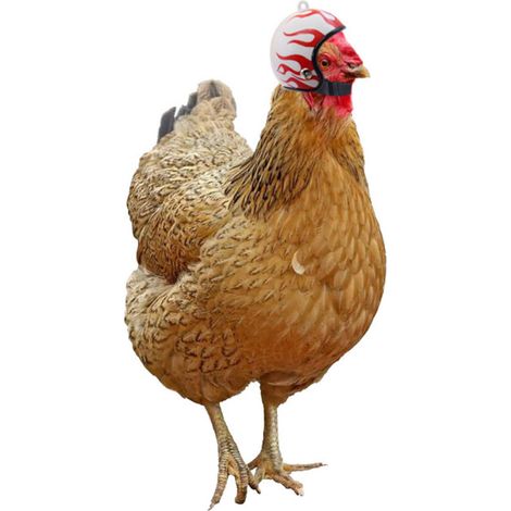 Ensemble de casques de protection amusants pour poules Trois thèmes aléatoires Accessoires sûrs et confortables pour poules (1/3)