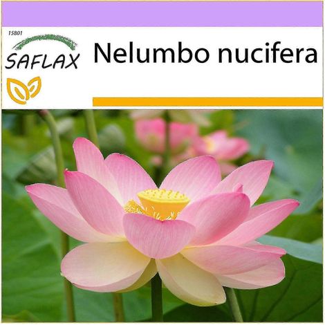 2025 - 8 S - Lotus - Lotus Sacr - Fior Di Loto Asiatico - Lloto Sag - Indische Lotusblume-Ribn (1/5)