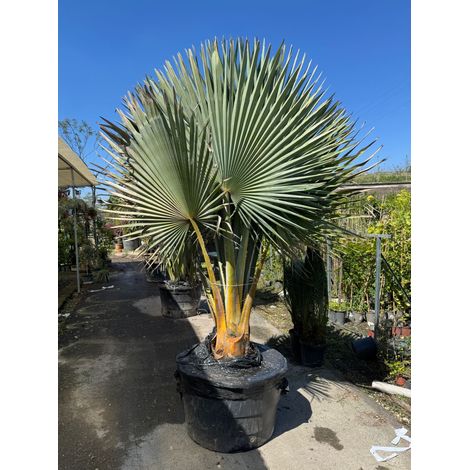 Copernicia fallaensis H 3 m vaso 90 – Palma tropicale rara a ventaglio foto reale