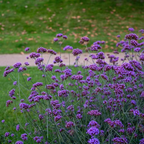 Bloomique - Lot de 3 - Verveine de Bonariensis - Ironhard - Plantes de jardin - Rustique - Hauteur 10-20 cm - Pot 9x9 cm (1/5)