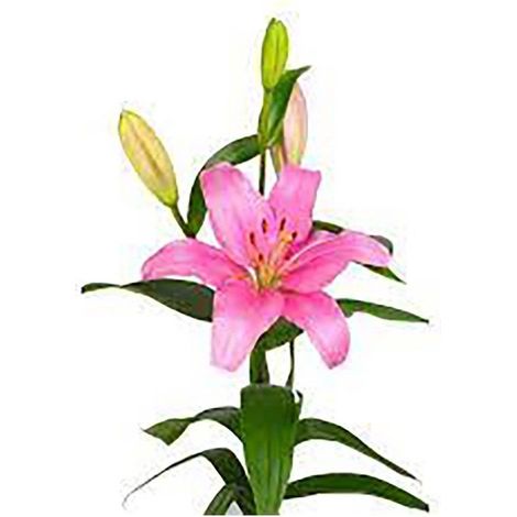 Liliums LA Flor Natural Ramo de 10 tallos 80cm de alto