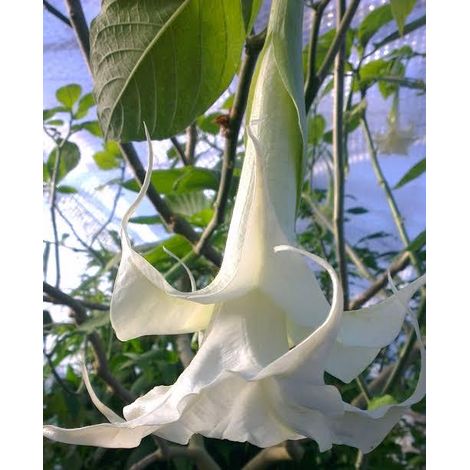 brugmansia (angels trumpet) 3 cuttings  white double