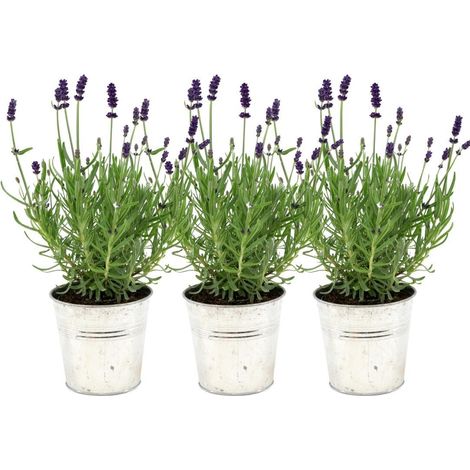 Lot de 3 Lavandes Vraies Felice en Pot Décoratif Style Ancien Lavandula Angustifolia 25 cm - PANGIVO (1/3)