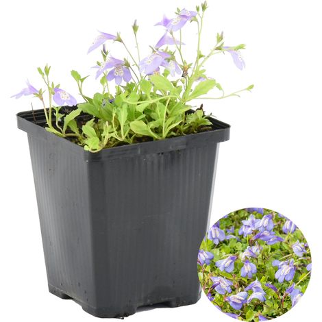 Bloomique - Mazus Reptans - Mazus rampant - Plantes de bassin - Plantes aquatiques - Rustique - Hauteur 10-20 cm - Pot 9 cm