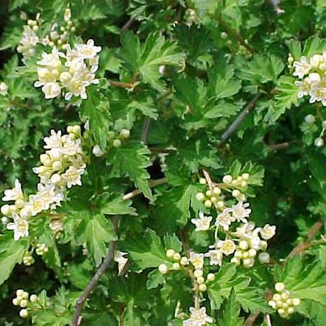 Stephanandra incisa 'Crispa' - 20-30 cm pot