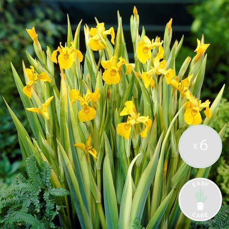 Bloomique - Lot de 6 - Iris Pseudacorus - Iris jaune - Plantes de bassin - Plantes aquatiques - Rustique - Hauteur 20-30 cm - Pot 9 cm