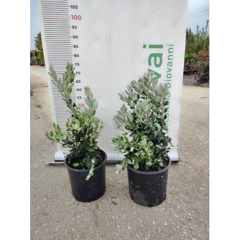 PIANTA DI METROSIDEROS EXCELSA IN VASO 22 altezza cm 60/70 cm (foto reale)