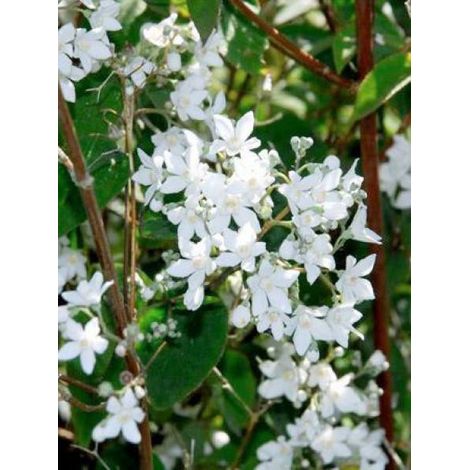 Deutzia gracilis Godet de 8/9 cm