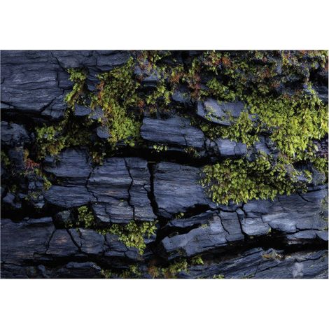 Fototapete 3D Holz Moos 200x140 cm Einfache Montage Biophiles Design (1/5)