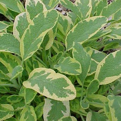 4 x Sauge officinale - Salvia officinalis 'Aurea' - godet 9x9 (1/4)