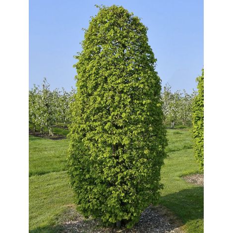 Charme commun 'Fastigiata Monument' Pot de 7,5L/10L (1/2)