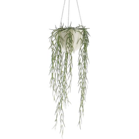 Hoya Linearis - Piante Vere da Interni - Pianta Tropicale Ricadente - Vaso Ø 14 cm