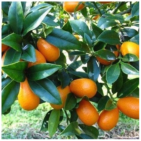 Fortunella Kumquat Extra in Vaso da 20cm