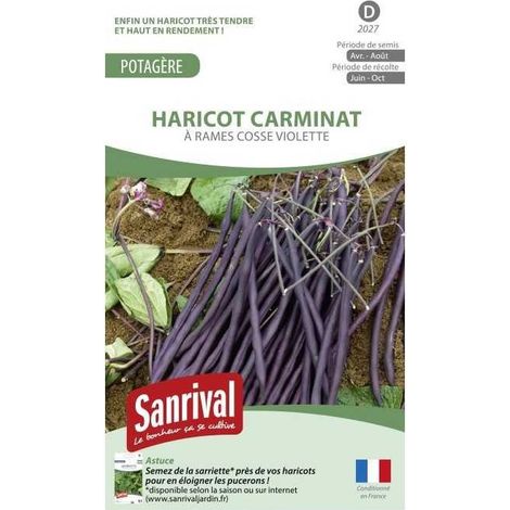 Boite Haricot à Rames Violet Carminat