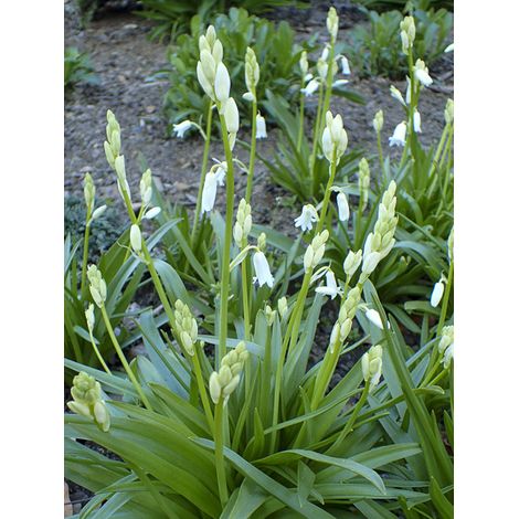 Jacinthe d'Espagne 'Alba' Bulbe calibre 8+ (par 20) (1/2)