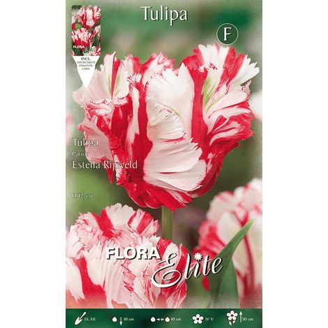 TULIPANO PARROT ESTELLA RIJNVELD (CONFEZIONE DA 7 BULBI)