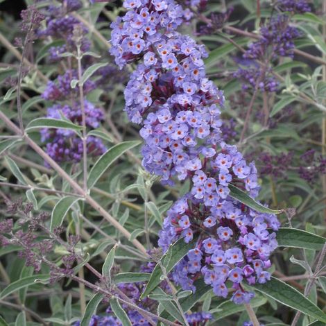 Arbre aux papillons davidii Nanho Blue/Pot de 4L (1/5)