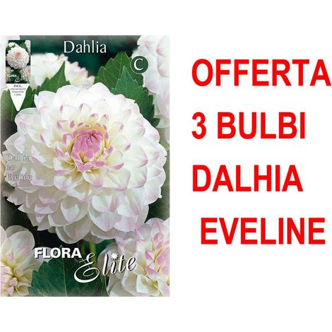 OFFERTA 3 BULBI PRIMAVERILI DI DALIA EVELINE BULBO BULBS BULBES