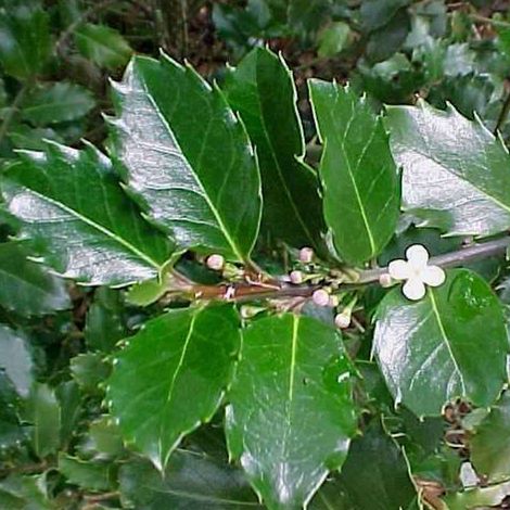 Houx  - ilex meserveae 'Blue Prince'  - 40-60 cm pot (1/4)