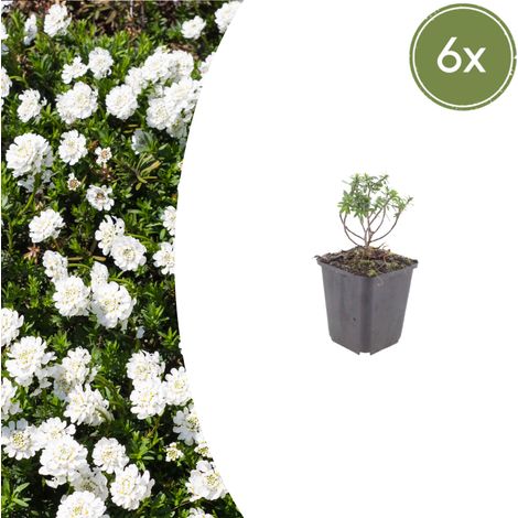 Lot de 6 Iberis sempervirens 'Schneeflocke' Corbeille d'Argent Fleurs Blanches 10-25cm Pot Ø9cm - PANGIVO (1/5)