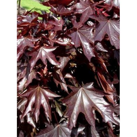 Érable plane 'Crimson Sentry' Pot de 12L/15L (1/3)