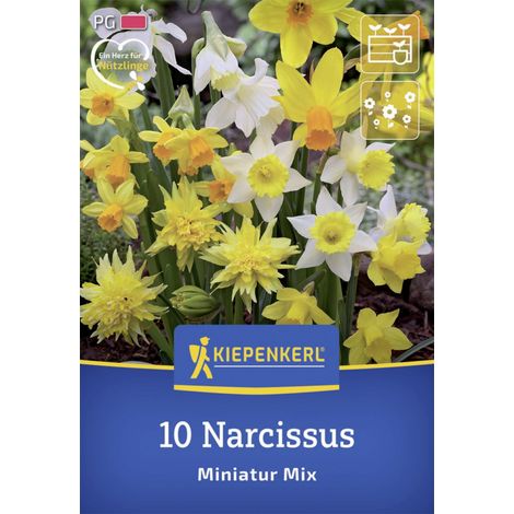 Kiepenkerl Herbstblumenzwiebel Miniatur-Narzissen Mischung 10 Stück (1/2)