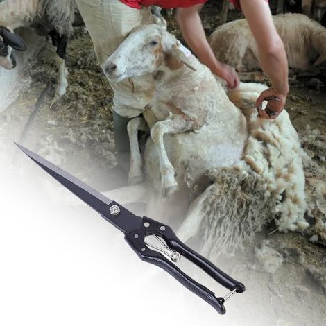 Ciseaux à tonte pour moutons, 35 cm, poignée ergonomique, acier au carbone (1/5)