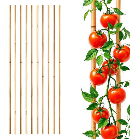 Bambus Pflanzstab für Rankgewächse 105 cm Länge - 10 Stück - Bambusstab Rankhilfe für Tomatenpflanzen