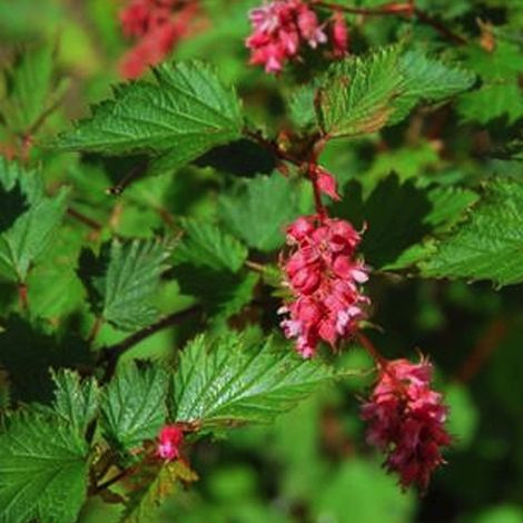 Neillia affine - Neillia affinis  - 40-60 cm pot (1/4)