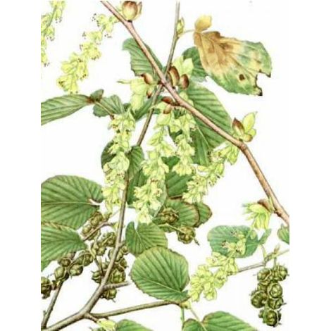Corylopsis spicata Pot de 2L/3L (1/5)