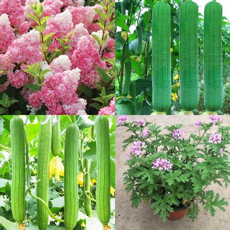 500 rosa Hortensiensamen + 700 Schwammkürbissamen + 1000 Zitronengrassamen (Mückenschutzmittel) – Einfach anzubauen