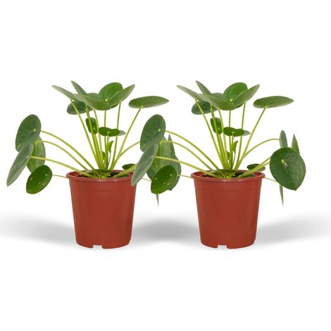 Lot de 2 Pilea Peperomiodes Plante à Monnaie Chinoise Décoration Intérieur 20 cm Pot ø12 cm - PANGIVO (1/5)